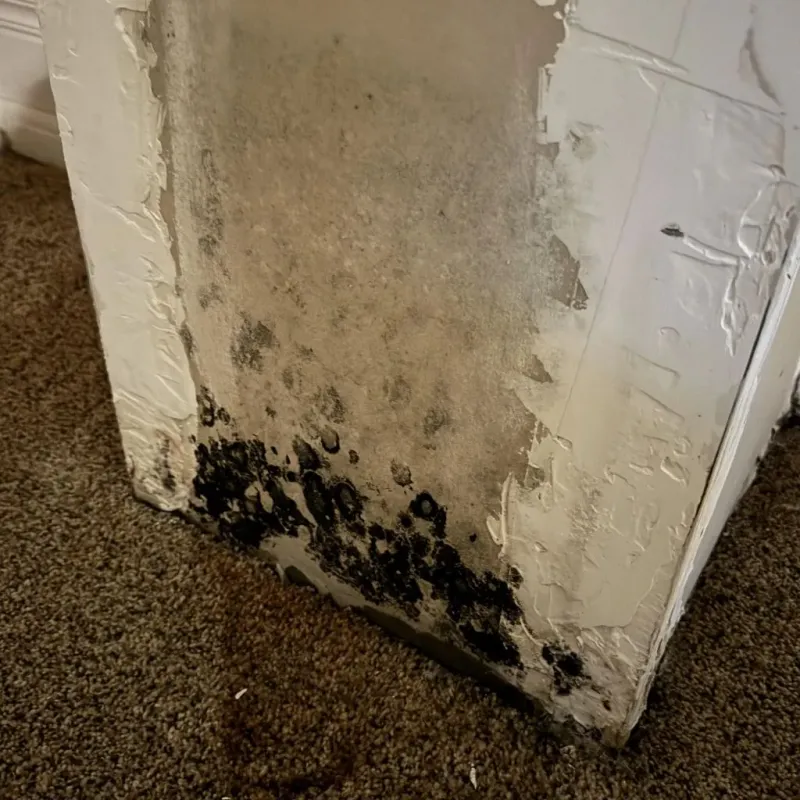 Professional Mold Removal in Princeville, NC